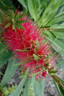Woodlanders Cold Hardy Red Bottlebrush - Callistemon - 1 Gallon Pot -Plant Shop Bottlebrush Woodlanders Hardy Red 20