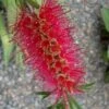 Woodlanders Cold Hardy Red Bottlebrush - Callistemon - 1 Gallon Pot -Plant Shop Bottlebrush Woodlanders Hardy Red 21