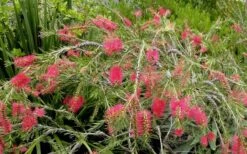 Woodlanders Cold Hardy Red Bottlebrush - Callistemon - 3 Gallon Pot -Plant Shop Bottlebrush Woodlanders Hardy Red 22 1