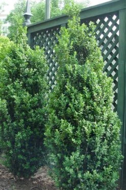 Dee Runk Columnar Boxwood - 2 Gallon Pot 9 Dee Runk Columnar Boxwood - 2 Gallon Pot -Plant Shop Boxwood Dee Runk 2 500x750 2