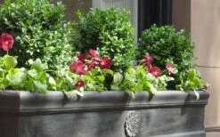 Dwarf English Boxwood - 1 Gallon Pot -Plant Shop Boxwood Dwarf English 2