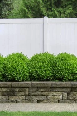Dwarf English Boxwood - 1 Gallon Pot -Plant Shop Boxwood Dwarf English 3