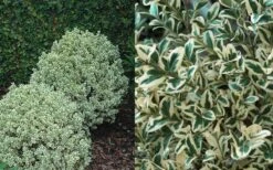 Dwarf Variegated Boxwood - 1 Gallon Pot 11 Dwarf Variegated Boxwood - 1 Gallon Pot -Plant Shop Boxwood Dwarf Variegated 50 1