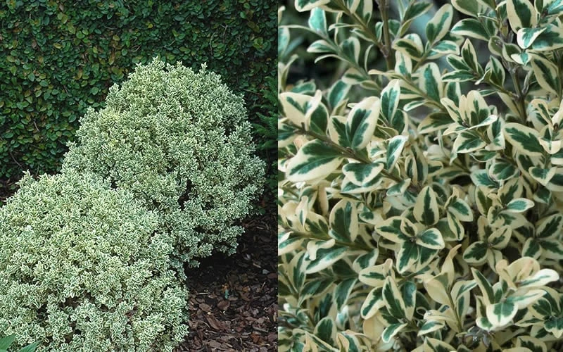 Dwarf Variegated Boxwood - 1 Gallon Pot 6 Dwarf Variegated Boxwood - 1 Gallon Pot - Image 4