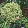 Dwarf Variegated Boxwood - 2 Gallon Pot -Plant Shop Boxwood Dwarf Variegated 500x750 1
