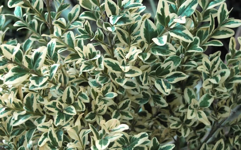 Dwarf Variegated Boxwood - 1 Gallon Pot 8 Dwarf Variegated Boxwood - 1 Gallon Pot - Image 6