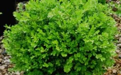 Franklins Gem Dwarf Boxwood - 6 Pack Of 1 Gallon Pots -Plant Shop Boxwood Franklins Gem