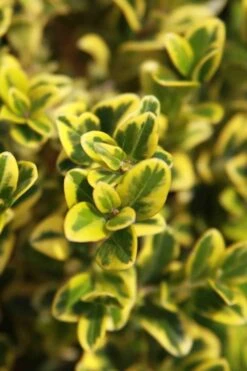 Golden Triumph Variegated Dwarf Boxwood - 1 Gallon Pot 13 Golden Triumph Variegated Dwarf Boxwood - 1 Gallon Pot -Plant Shop Boxwood Golden Triumph 3