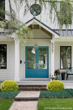 Golden Triumph Variegated Dwarf Boxwood - 1 Gallon Pot 12 Golden Triumph Variegated Dwarf Boxwood - 1 Gallon Pot -Plant Shop Boxwood Golden Triumph 7