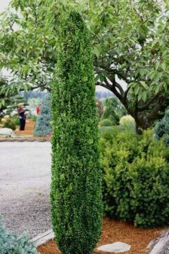 Graham Blandy Columnar Boxwood - 5 Gallon Pot