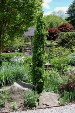 Graham Blandy Columnar Boxwood - 1 Gallon Pot -Plant Shop Boxwood Graham Blandy 2 2