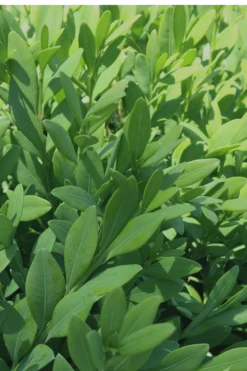 Green Mountain Boxwood - 3 Gallon Pot -Plant Shop Boxwood Green Mountain 12 2