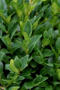 Green Velvet Boxwood - 7 Gallon Pot -Plant Shop Boxwood Green Velvet 1