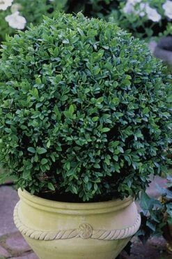 Green Velvet Boxwood - 7 Gallon Pot -Plant Shop Boxwood Green Velvet 3