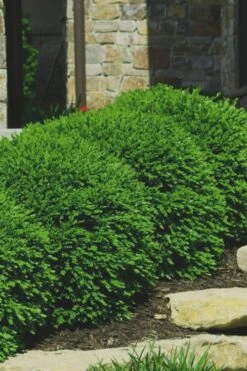 Green Velvet Boxwood - 7 Gallon Pot -Plant Shop Boxwood Green Velvet 7