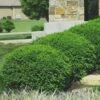 Green Velvet Boxwood - 1 Gallon Pot -Plant Shop Boxwood Green Velvet 8 1