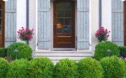 Japanese Boxwood - Buxus Microphylla - 1 Gallon Pot -Plant Shop Boxwood Japanese Entryway 1