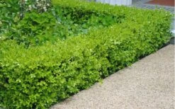 Japanese Boxwood - Buxus Microphylla - 1 Gallon Pot -Plant Shop Boxwood Japanese Hedge 2 1