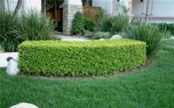 Japanese Boxwood (Buxus Microphylla) - 7 Gallon Pot -Plant Shop Boxwood Japanese Hedge