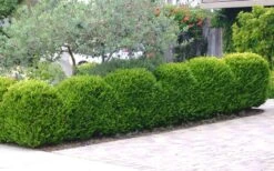 Japanese Boxwood (Buxus Microphylla) - 7 Gallon Pot -Plant Shop Boxwood Japanese Hedge 3
