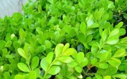 Japanese Boxwood - Buxus Microphylla - 1 Gallon Pot -Plant Shop Boxwood Japanese Leaves Closeup 1