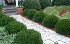 Justin Brouwers Dwarf Boxwood - 6 Pack Of 1 Gallon Pots 10 Justin Brouwers Dwarf Boxwood - 6 Pack Of 1 Gallon Pots -Plant Shop Boxwood Justin Brouwers In Landscape
