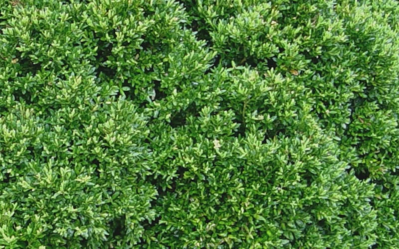 Justin Brouwers Dwarf Boxwood - 6 Pack Of 1 Gallon Pots 7 Justin Brouwers Dwarf Boxwood - 6 Pack Of 1 Gallon Pots - Image 5