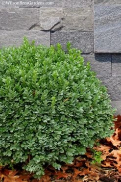 Korean Dwarf Boxwood - Buxus Sinica Var. Insularis 'Nana' - 1 Gallon Pot 13 Korean Dwarf Boxwood - Buxus Sinica Var. Insularis 'Nana' - 1 Gallon Pot -Plant Shop Boxwood Korean Dwarf Insularis Nana 1 1