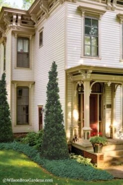 Pyramid Boxwood (Buxus Sempervirens 'Pyramidalis) - 1 Gallon Pot -Plant Shop Boxwood Pyramidalis 11