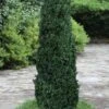 Shadow Sentry Pyramidal Boxwood - 3 Gallon Pot -Plant Shop Boxwood Shadow Sentry 2