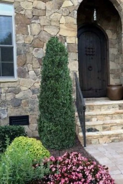 Shadow Sentry Pyramidal Boxwood - 3 Gallon Pot -Plant Shop Boxwood Shadow Sentry 3