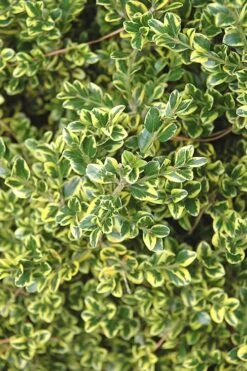 Sunburst Variegated Korean Boxwood - 1 Gallon Pot -Plant Shop Boxwood Sunburst 2