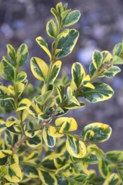 Sunburst Variegated Korean Boxwood - 1 Gallon Pot -Plant Shop Boxwood Sunburst