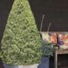 Variegated Boxwood Cone Topiary (Buxus Sempervirens 'Variegata') - 3 Gallon Pot -Plant Shop Boxwood Variegated Cone 10