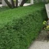 Wintergreen Boxwood - 1 Gallon Pot 1 Wintergreen Boxwood - 1 Gallon Pot -Plant Shop Boxwood Wintergreen 10 1