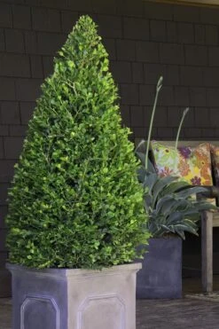 Wintergreen Boxwood - 1 Gallon Pot -Plant Shop Boxwood Wintergreen 11