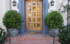 Wintergreen Boxwood - 1 Gallon Pot -Plant Shop Boxwood Wintergreen 12