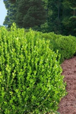 Wintergreen Boxwood - 1 Gallon Pot -Plant Shop Boxwood Wintergreen 500x750 1