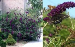 Black Knight Butterfly Bush - 3 Gallon Pot -Plant Shop Butterfly Bush Black Knight 2