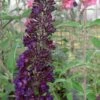 Black Knight Butterfly Bush - 3 Gallon Pot -Plant Shop Butterfly Bush Black Knight 500x750 1
