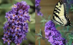 Buddleia Flutterby Petite Blue Heaven Dwarf Butterfly Bush - 1 Gallon Pot -Plant Shop Butterfly Flutterby Blue heaven