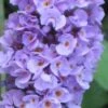 Buddleia Flutterby Petite Blue Heaven Dwarf Butterfly Bush - 1 Gallon Pot