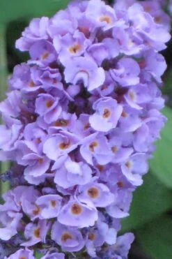 Buddleia Flutterby Petite Blue Heaven Dwarf Butterfly Bush - 1 Gallon Pot