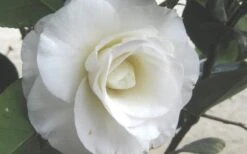 April Snow Camellia Japonica - 3 Gallon Pot 13 April Snow Camellia Japonica - 3 Gallon Pot -Plant Shop Camellia April Snow 1