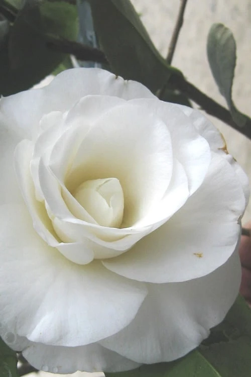 April Snow Camellia Japonica - 3 Gallon Pot 3 April Snow Camellia Japonica - 3 Gallon Pot