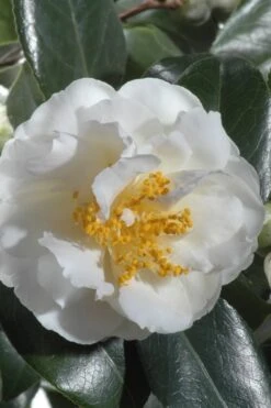 April Snow Camellia Japonica - 3 Gallon Pot 11 April Snow Camellia Japonica - 3 Gallon Pot -Plant Shop Camellia April Snow 13