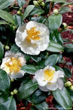 April Snow Camellia Japonica - 3 Gallon Pot 12 April Snow Camellia Japonica - 3 Gallon Pot -Plant Shop Camellia April Snow 14