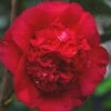 April Tryst Camellia Japonica - 2 Gallon Pot 2 April Tryst Camellia Japonica - 2 Gallon Pot -Plant Shop Camellia April Tryst 21