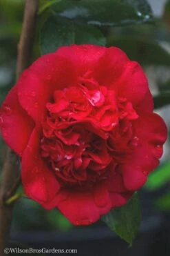 April Tryst Camellia Japonica - 2 Gallon Pot