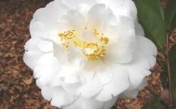 Bessie Battle Camellia Japonica - 3 Gallon Pot -Plant Shop Camellia Bessie Battle 1